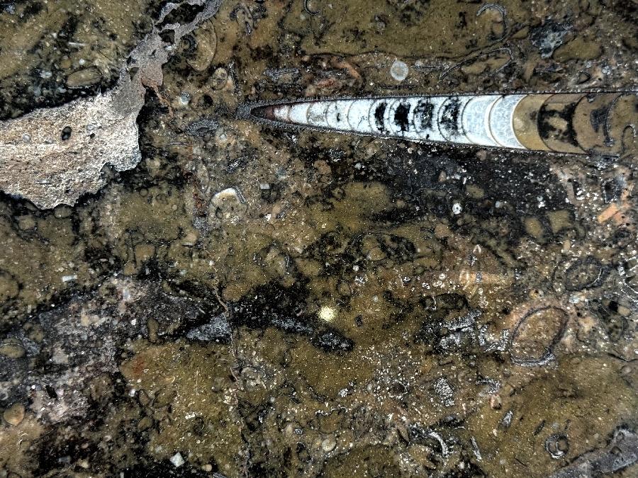 Fossil Brown- Lot A4402 2cm Polished, 97x58