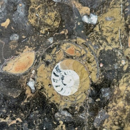 Fossil Brown- Lot A4402 2cm Polished, 97x58