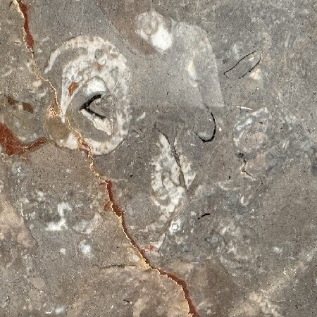 Fossil Brown- Lot A4796 2cm Polished