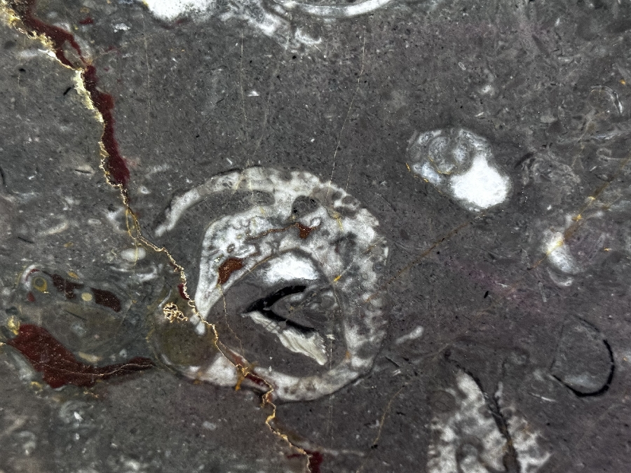 Fossil Brown- Lot A4796 2cm Polished, 107x62