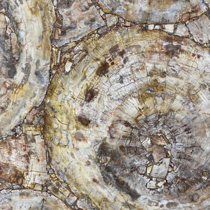 Arena Stone NJ Petrified Wood Brown Semiprecious – Lot 2523, 2cm Polished Petrified Wood Brown - No Lot