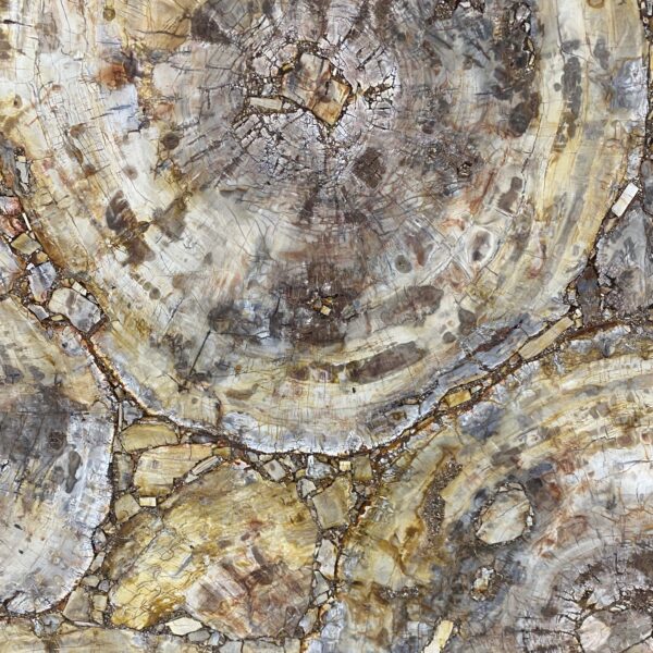 Arena Stone NJ Petrified Wood Brown Semiprecious – Lot 2523, 2cm Polished Petrified Wood Brown - No Lot
