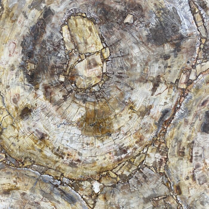 Arena Stone NJ Petrified Wood Brown Semiprecious – Lot 2523, 2cm Polished Petrified Wood Brown - No Lot