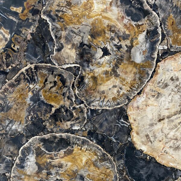 Arena Stone NJ Petrified Wood Black – Lot 2522, 2cm Polished Petrified Wood Black - No Lot
